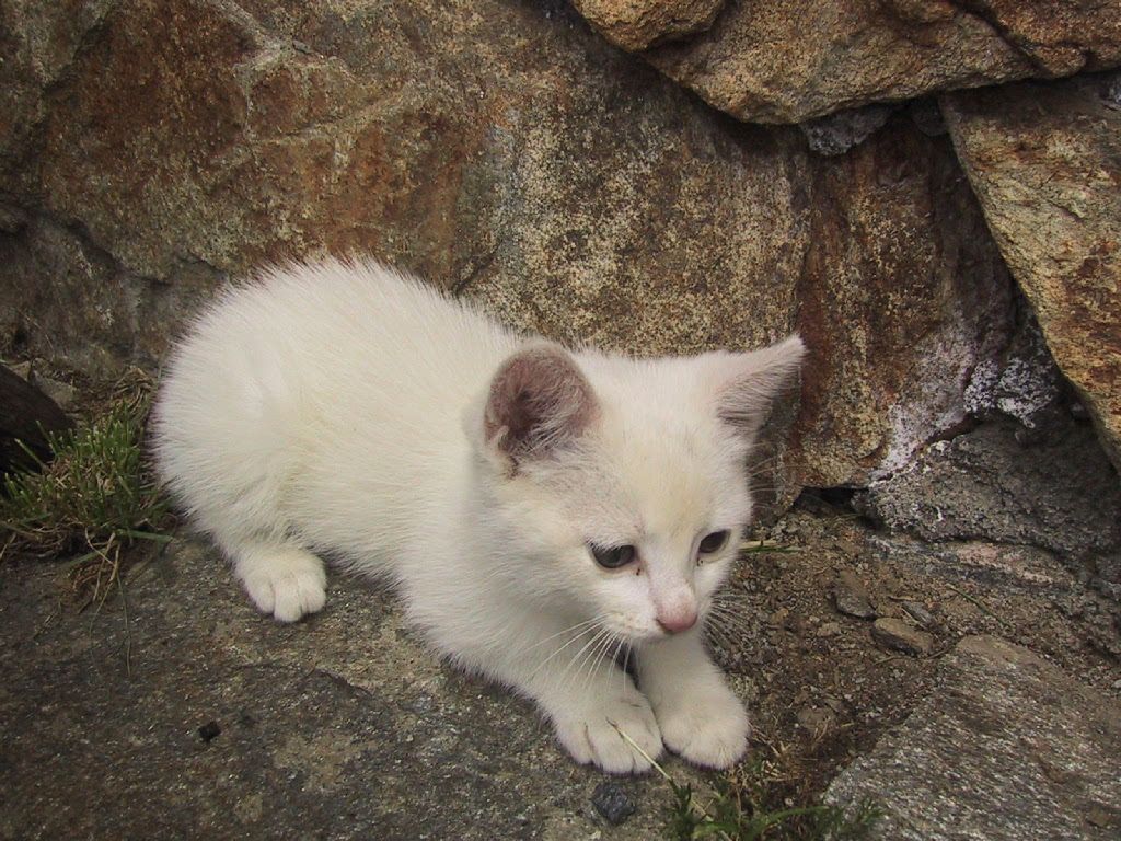 Gatti (79)